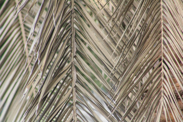 Palm leaf background. Foliage pattern. Dry leaves. Beige neutral natural color. Summer minimal