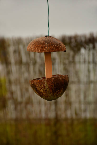 istock bird feeder house made of half coconut shells 2189531073