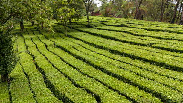 Aerial view of tea garden in himachal Pradesh. Aerial view of tea field, Himachal Pradesh tea garden. tea garden stock pictures, royalty-free photos & images