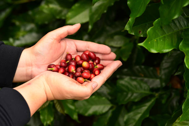 istock close up of fresh coffee beans 2189532069