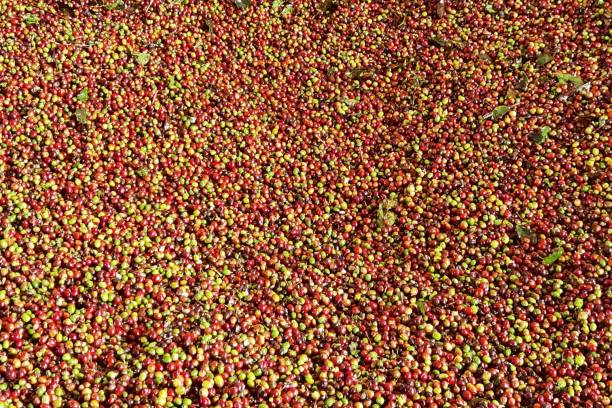 istock close up of fresh coffee beans 2189532075