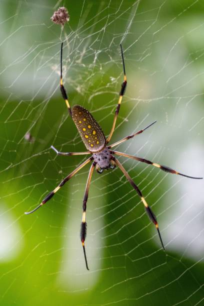 istock Large spider in Costa Rican jungle 2189533458