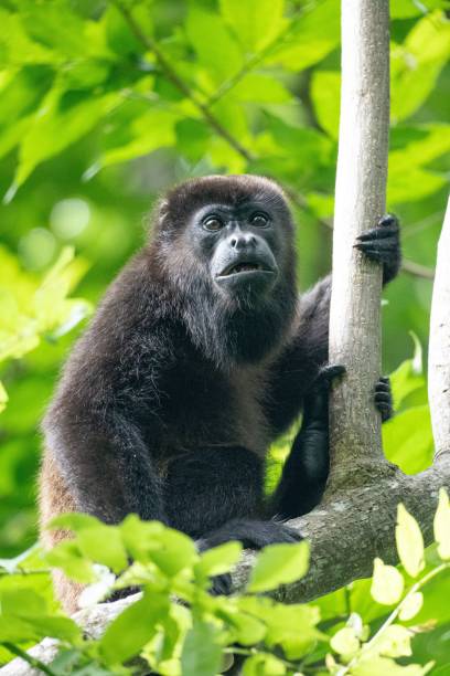 istock Howler monkey in Nicaraguan jungle 2189533459