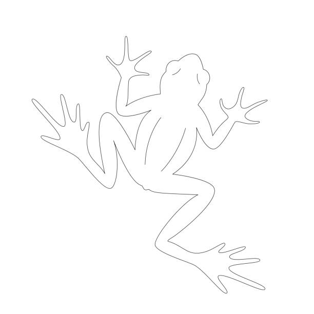 istock Isolated black outline cartoon frog on white background. Top view. Curve lines. Page of coloring book 2189533919