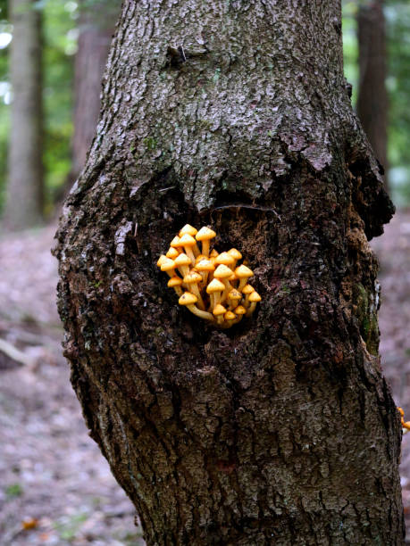 Fruit bodies grow in tufts at a greater height, especially near the holes of dead branches