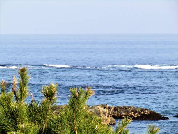 istock Pine trees at the sea. 2189536893