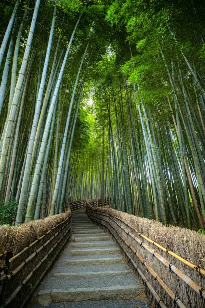 istock Serene bamboo forest path in Arashiyama, Kyoto. 2189537088