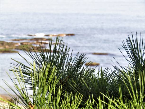 istock Branch of pine tree at the sea. 2189537323