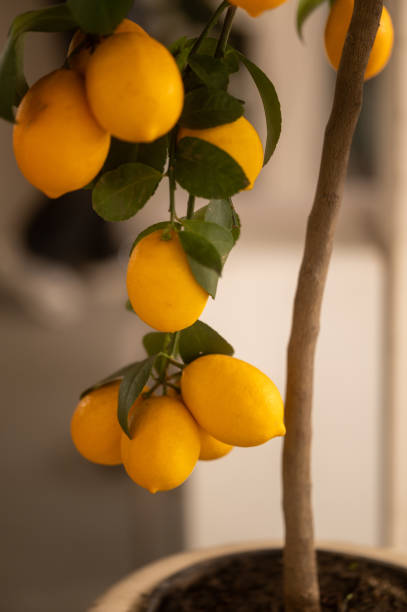 istock Potted lemon tree branches showing ripe yellow lemons 2189540953