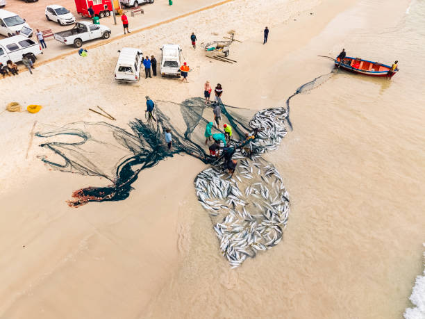 Fish Hoek beach and the fishermen move their catch of a net full of yellow tail fish along the beach, seen from above.