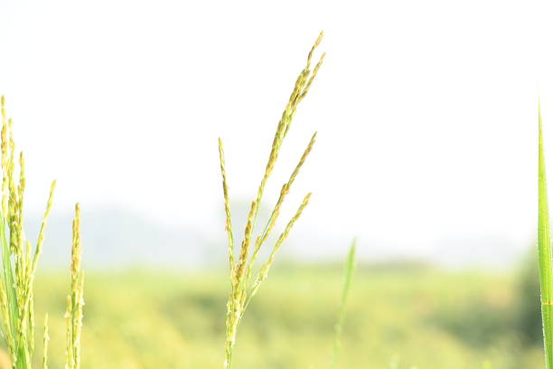 Ears of rice with green blurred background.Golden ear of paddy rice. Closeup the bunch ripe golden green paddy grain growing with plant. Rice field in India. Rice or paddy farming.