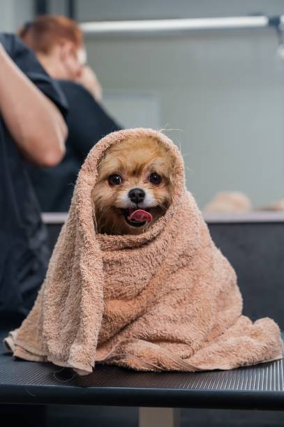 A woman wipes a Pomeranian with a beige towel after washing. Spitz dog in the grooming salon. A woman wipes a Pomeranian with a beige towel after washing. Spitz dog in the grooming salon pomeranian dog taking a bath stock pictures, royalty-free photos & images
