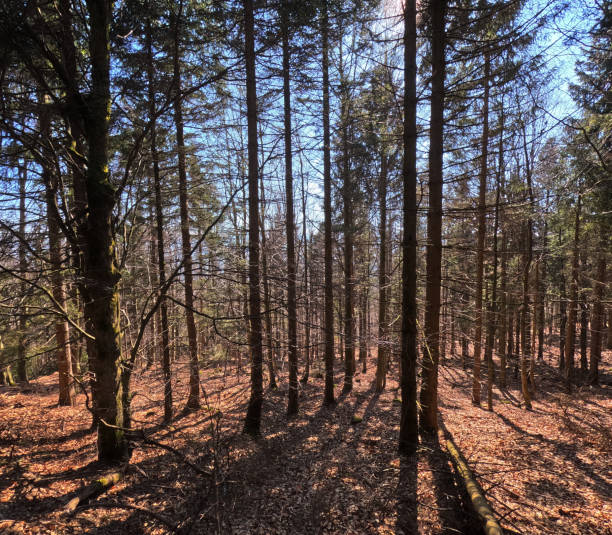 Spring mountain pine forest landscape. Poland, Jizera Mountains