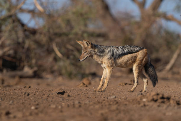 istock A black-backed jackal standing in the beautiful morning light looking at the ground, low angle photograph. 2189548562