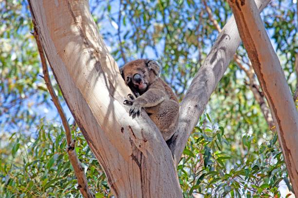 istock A cute koala resting in a eucalyptus tree on a sunny day in Australia, showcasing wildlife and nature 2189548654