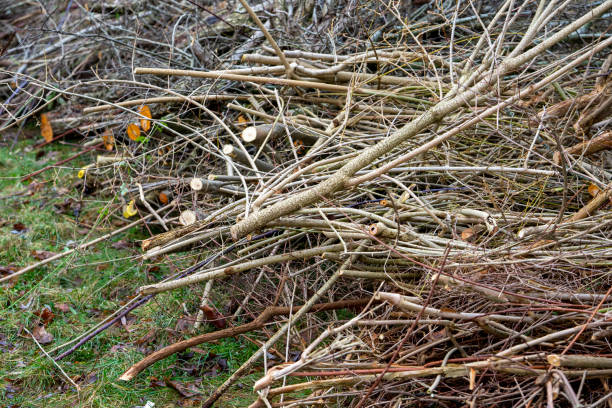 Pruning shrubs in winter gardening in the park