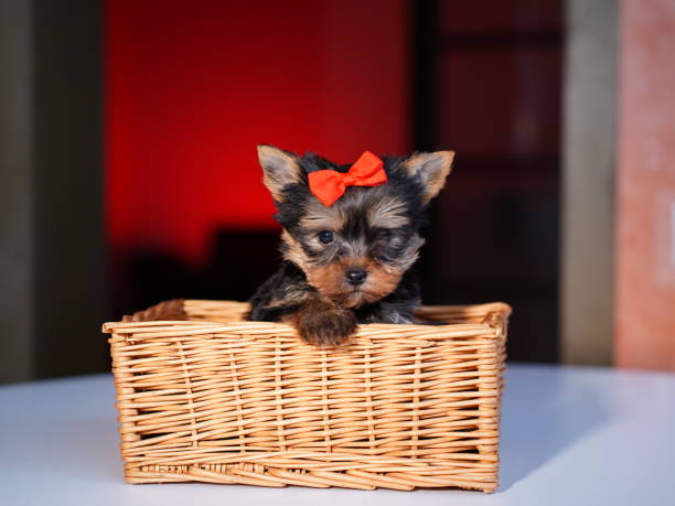 istock Yorkshire Terrier Puppy Sitting on a white table. Cute domestic pets 2189549169