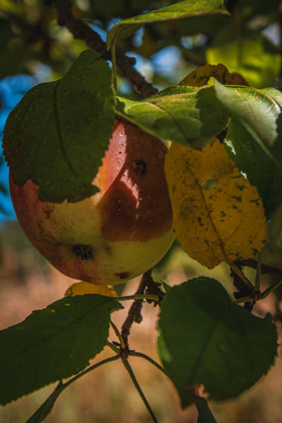 A red paradise apple in natural settings hanging on a branch a sunny day, Healthy to eat. An apple a day keeps the doctor away.
