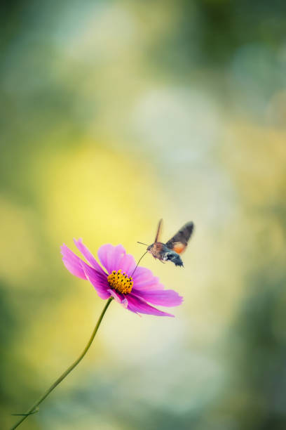hawk moth butterfly hovering over a bright cosmos flower and collecting nectar with its proboscis. floral delicate pale background.