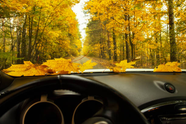 view through the windshield from the car interior on an autumn dirt road in the forest with maple leaves on the glass