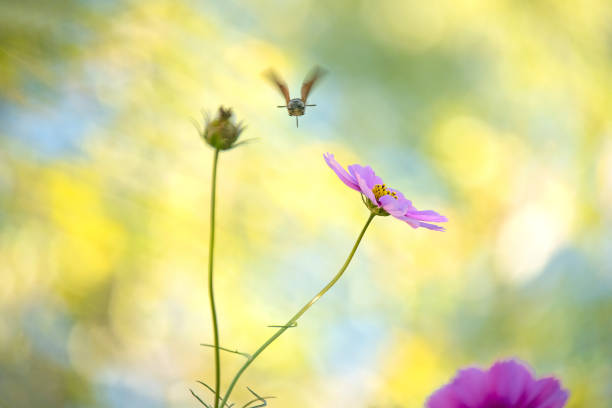 Hoverfly on a faded flower