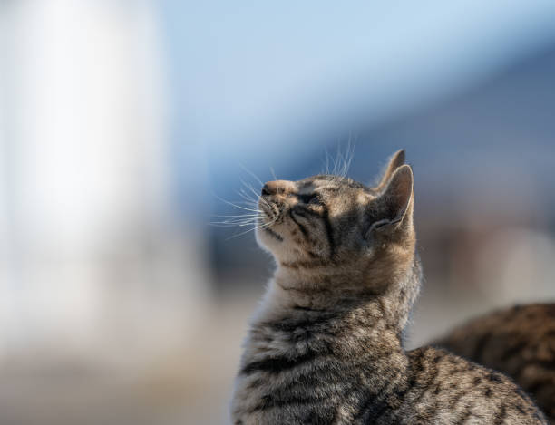 istock Profile of a cat looking up 2189551695