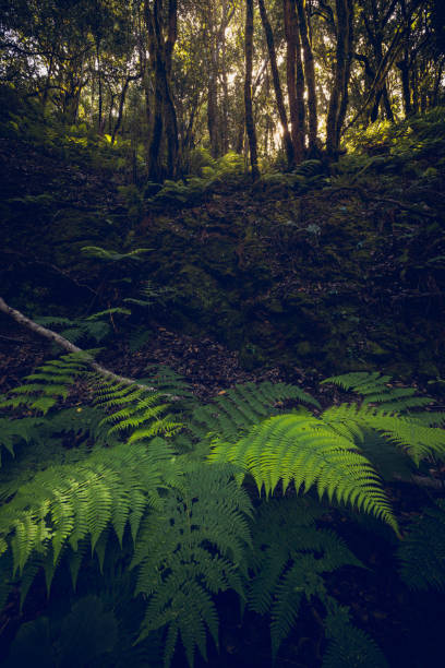 istock Laurisilva Forest of Anaga 2189551999