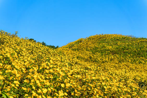 Beautiful field of Tree Marigold blooming on hill and blue sky in sunny day at Doi Mae U Kho, Mae Hong Son, Thailand