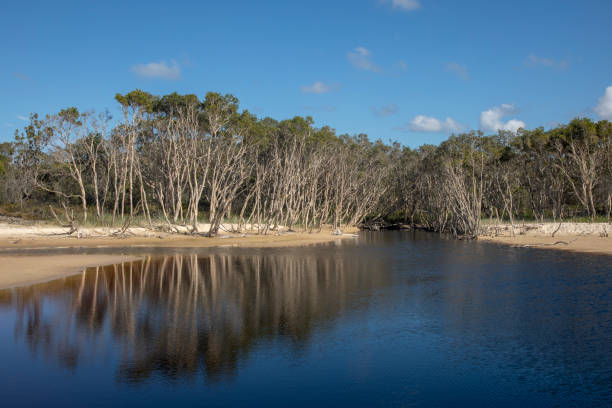 Wide shot of a body of water with an abundance of trees lining the water's edge at Flinders beach on North Stradbroke Island, Gold Coast, Australia. It is a bright sunny day and the trees are creating reflections on the water surface.