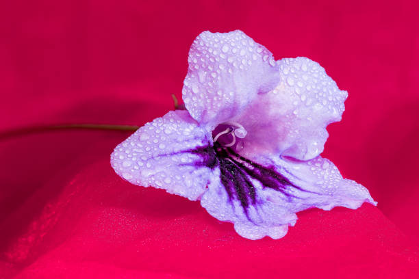 Flowers pink and purple