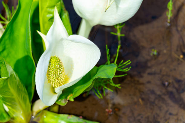 Flower of white skunk cabbage (asian skunk cabbage), Lysichitum camtschatcense