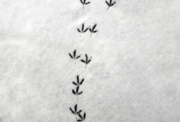 istock Birds steps in snow, footprints on snowy surface, winter background 2189561510