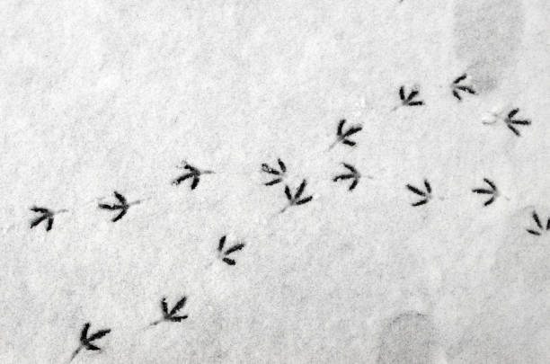 istock Bird footprints on the snow, bird steps, path, ways that cross. 2189561705