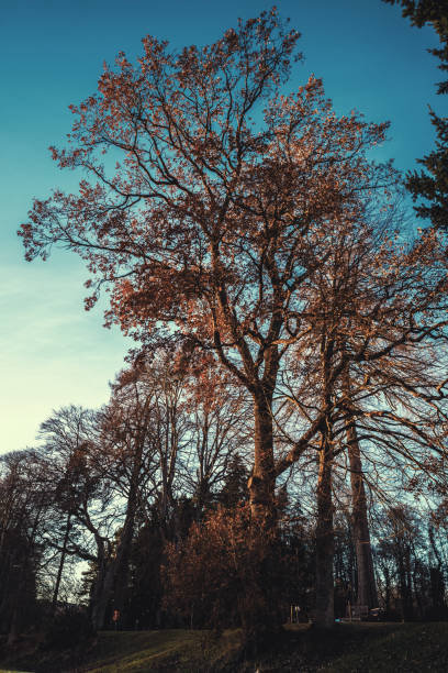 Large conifer on the banks of the River Dee at sunset, by Banchory, Royal Deeside, Scotland.