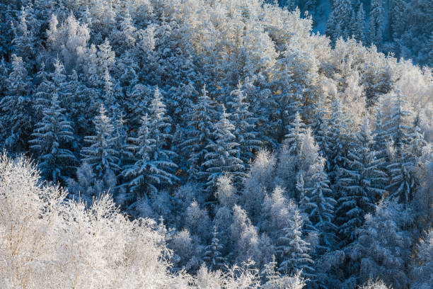 Forest in the mountains on a sunny winter day