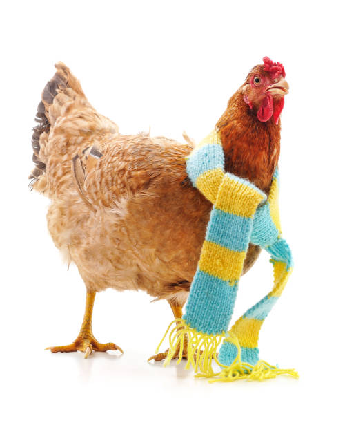 istock Red chicken in a striped scarf. 2189564919