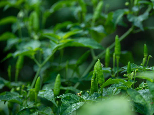 istock White tiny spider on fresh green chili in kitchen garden under morning sunlight 2189564944