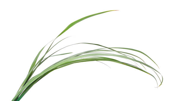 istock Bush of green grass. 2189564997
