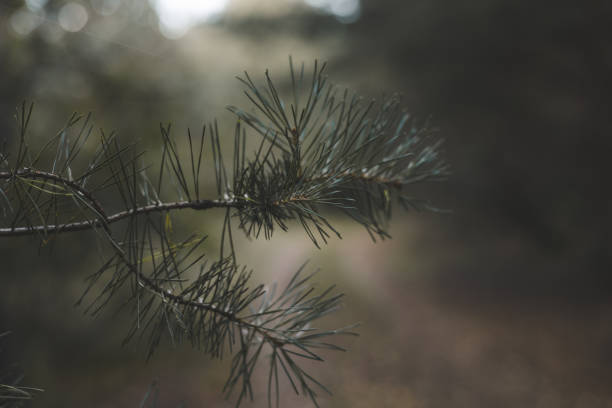 istock A beautiful pine branch with long needles grows in the forest. The pine branch creates a peaceful scene with a blurred background. The photo of a lush pine branch shows the beauty of nature. 2189565356
