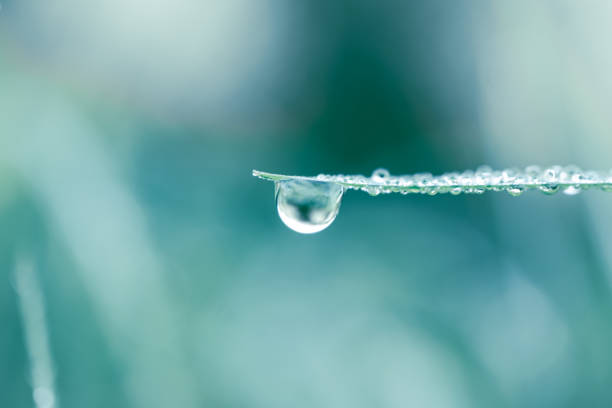 istock raindrop on the plant leaf in rainy days 2189566372