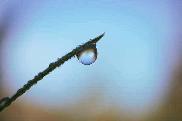Close-up of golden grass blades with sparkling water droplets