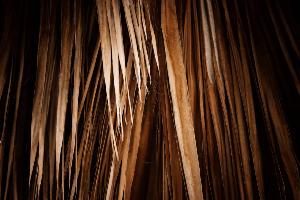 Abstract image of palm leaves at sunset time forming patterns of light