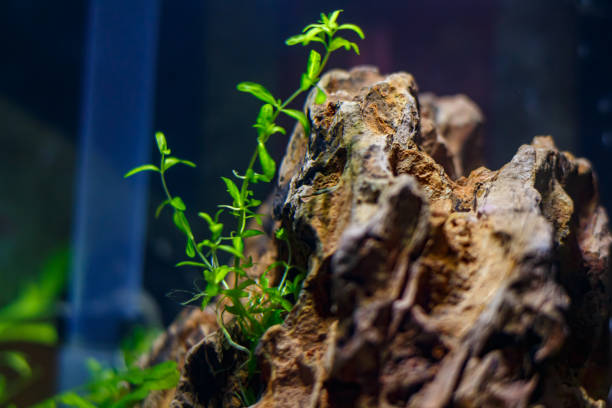 Young nano aquarium. Recently launched aquarium.