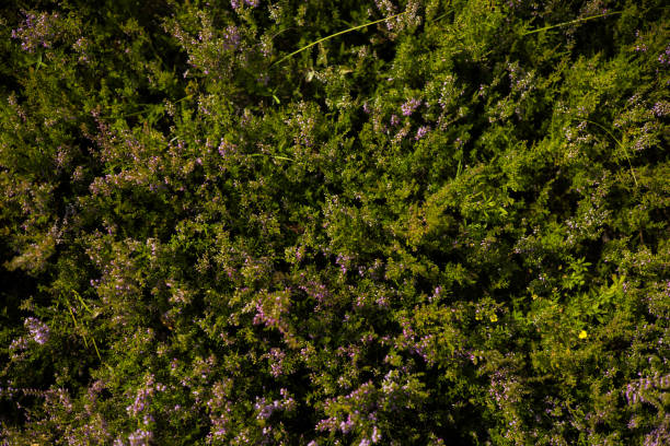 Low growing heathers with delicate purple flowers create a dense, textured ground cover ideal for nature-themed backdrops and designs. Beautiful purple flowers create a lush ground cover.