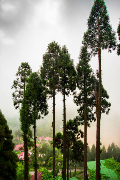 Foggy scene near Singalila, West Bangal, India