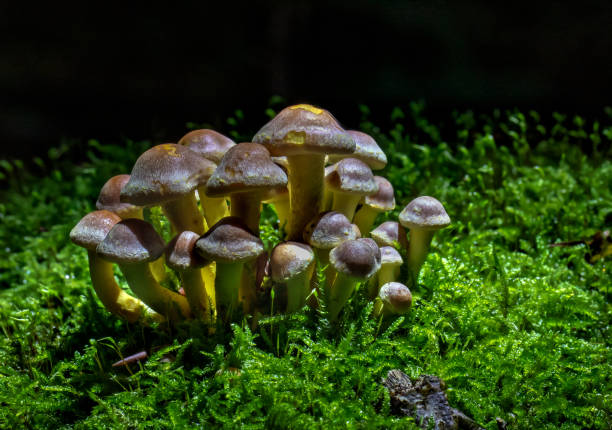 istock Sulphur tuft fungus 2189580562