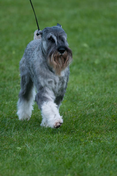 istock Standard Schnauzer walking on green grass 2189580609