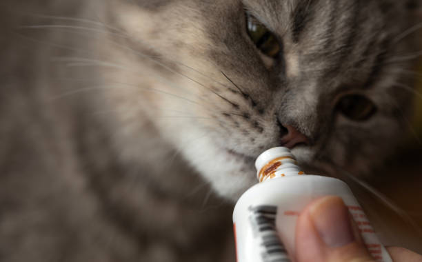 istock Cat Licking Malt Tube 2189581061