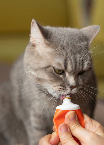 istock Cat Licking Malt Tube 2189581094