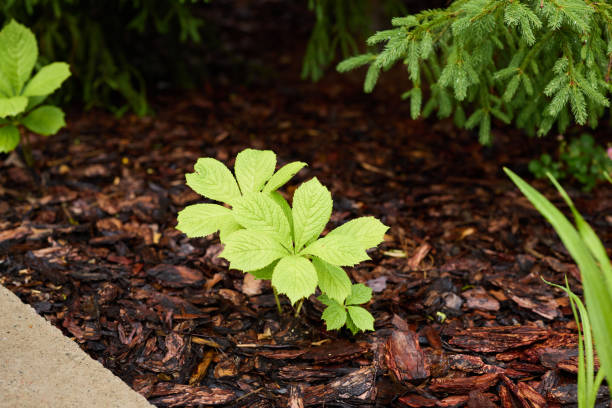 istock A Vibrant Young Plant Emerging from a Layer of Mulch in an Inviting Garden Setting 2189581133